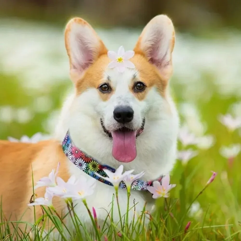 Maisette Multicolor Flowers Breakaway D Ring Dog Collar Size Large Gift Packaged